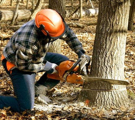 Tree Removal in Pointe Aux Pins, MI